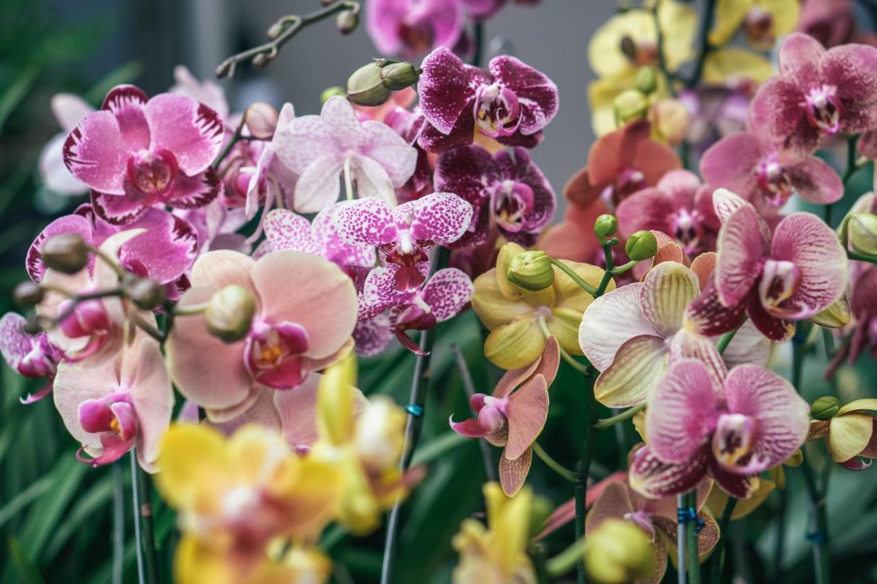 Villa Orchid Garden Riverside Hội An Ngoại thất bức ảnh
