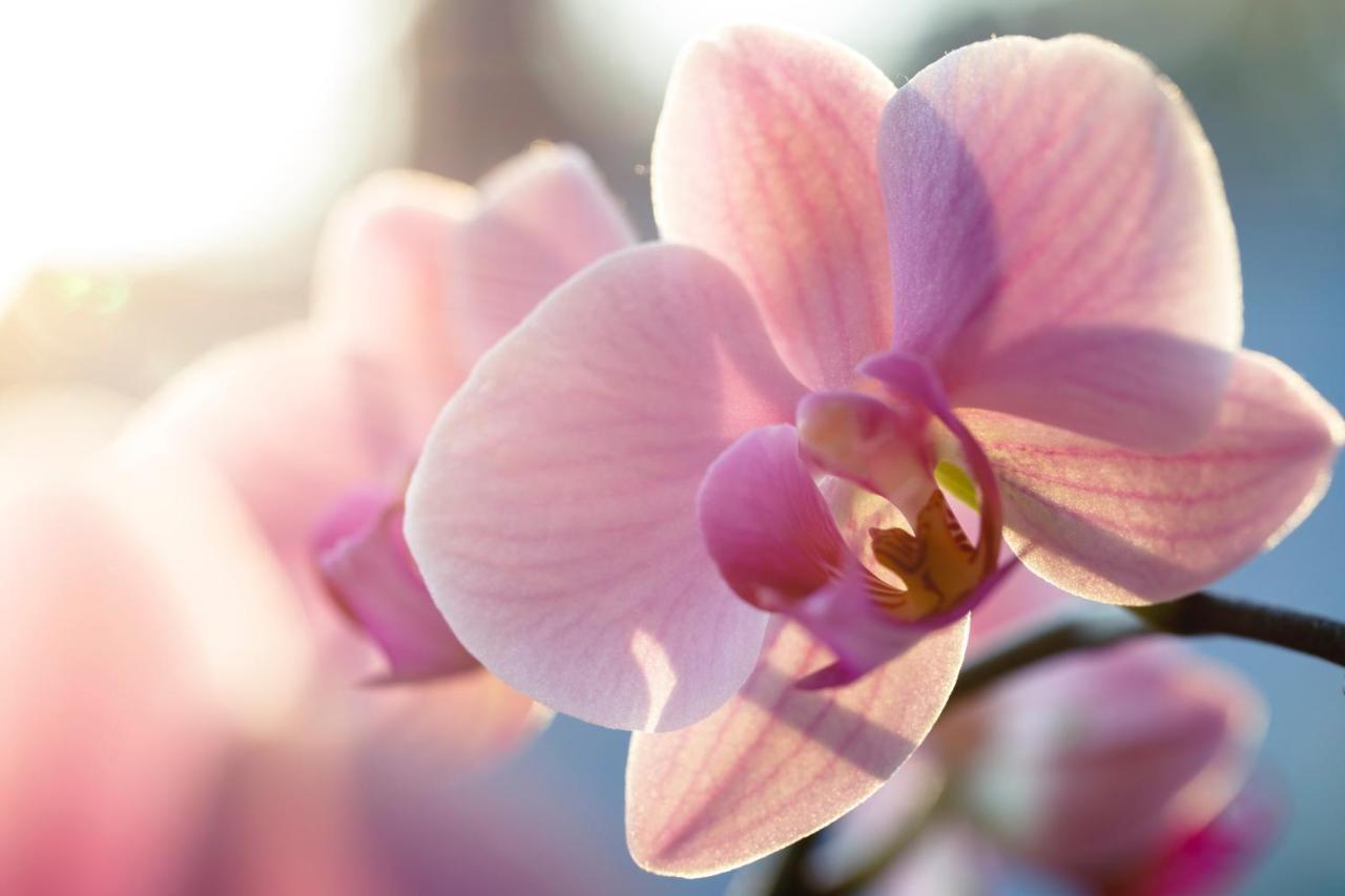 Villa Orchid Garden Riverside Hội An Ngoại thất bức ảnh
